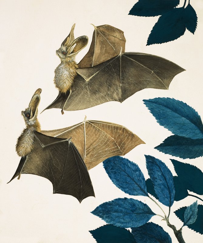 长耳蝙蝠 作者 肯尼思·莉莉