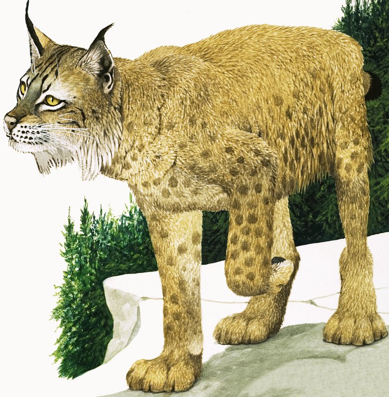 山猫 作者 肯尼思·莉莉