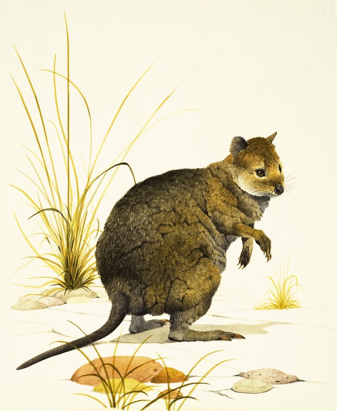 澳大利亚的阔卡（Quokka），一种袋鼠 作者 肯尼思·莉莉