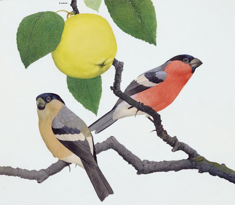 牛雀（纸上水粉画） 作者 肯尼思·莉莉
