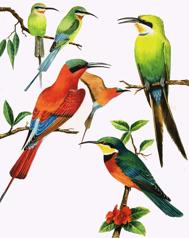不明鸟类蒙太奇 作者 肯尼思·莉莉
