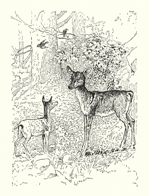 小鹿和他的母亲（石版画） 作者 路易斯·约翰·黑德
