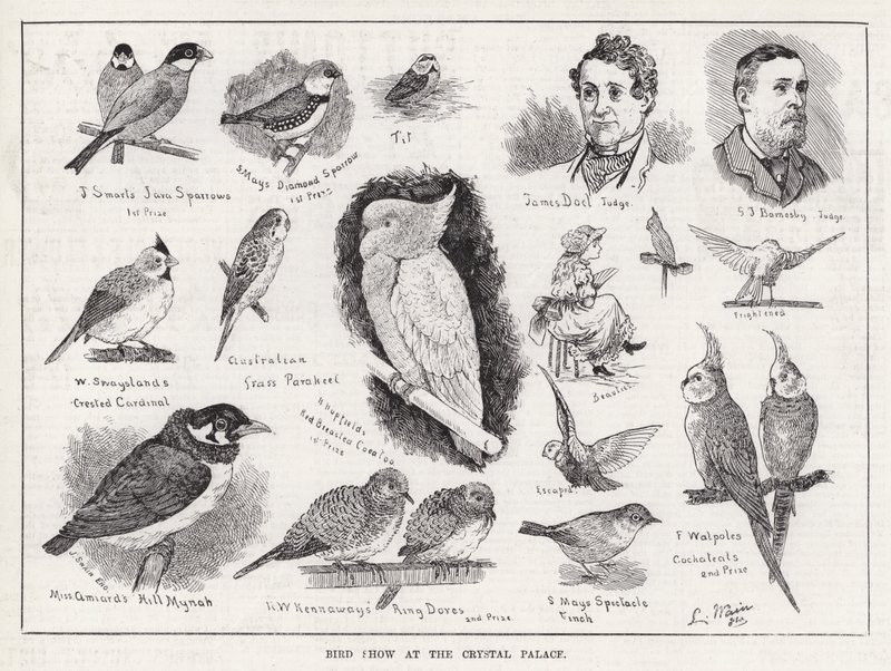 Bird Show at the Crystal Palace (engraving) 作者 路易·韦恩