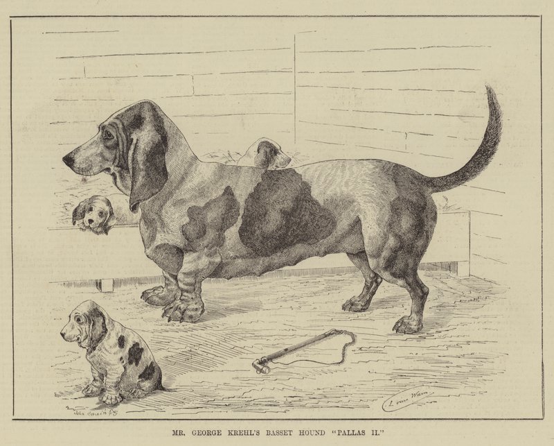 George Krehl先生的Basset Hound Pallas II 作者 路易·韦恩