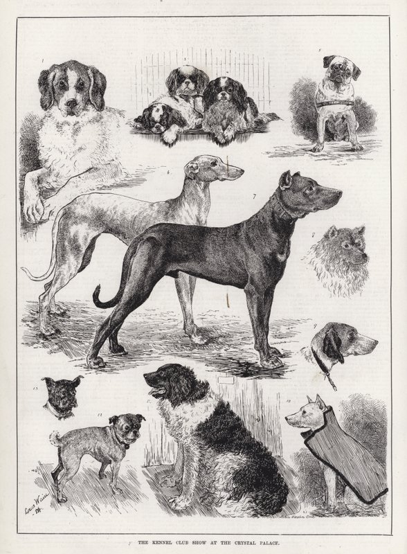 The Kennel Club Show at the Crystal Palace (engraving) 作者 路易·韦恩