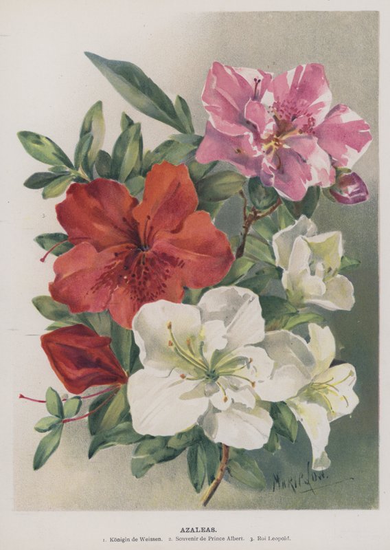 杜鹃花 作者 玛丽·洛