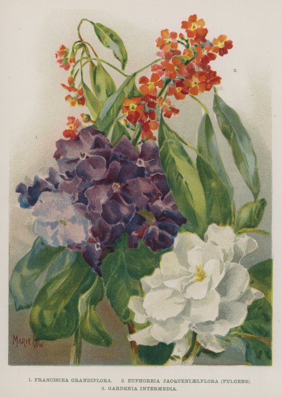 Franciscea Grandiflora，Euphorbia Jacqueniaelflora，Fulgens，Gardenia Intermedia 作者 玛丽·洛