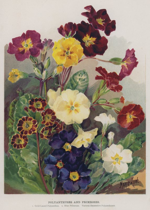 Polyanthuses和Primroses 作者 玛丽·洛