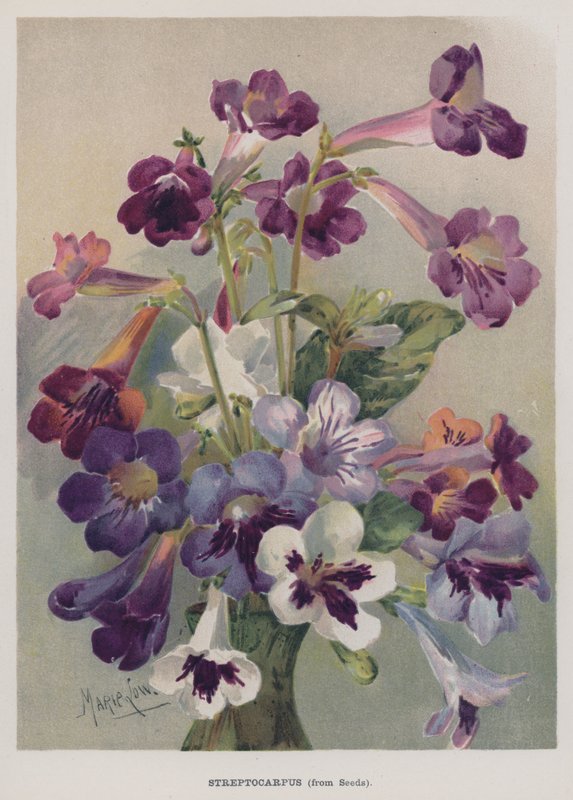 Streptocarpus，来自种子 作者 玛丽·洛