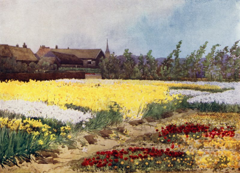 A Bulb Farm near Overveen (colour litho) 作者 咪玛·尼克松（Mima Nixon）
