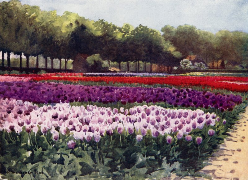 Darwin Tulips (colour litho) 作者 咪玛·尼克松（Mima Nixon）