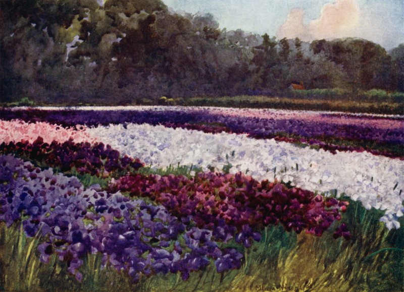 "In emerald tufts, flowers purple, blue, and white, like sapphire, pearl, and rich embroidery" (colour litho) 作者 咪玛·尼克松（Mima Nixon）