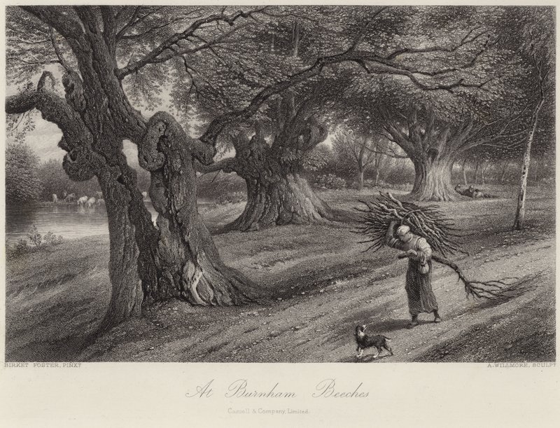 在Burnham Beeches 作者 迈尔斯·比克·福斯特