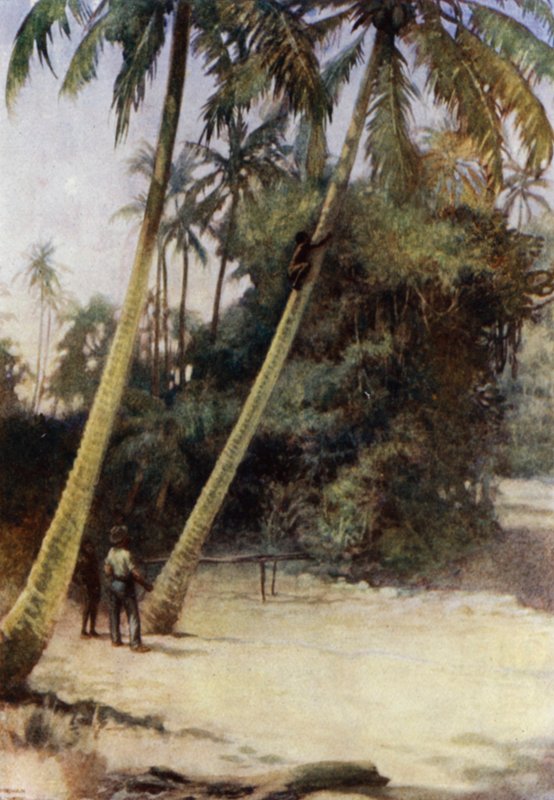 Solomon Island Boy climbing after green cocoa-nuts, near Gavutu, New Florida (colour litho) 作者 诺曼·哈迪