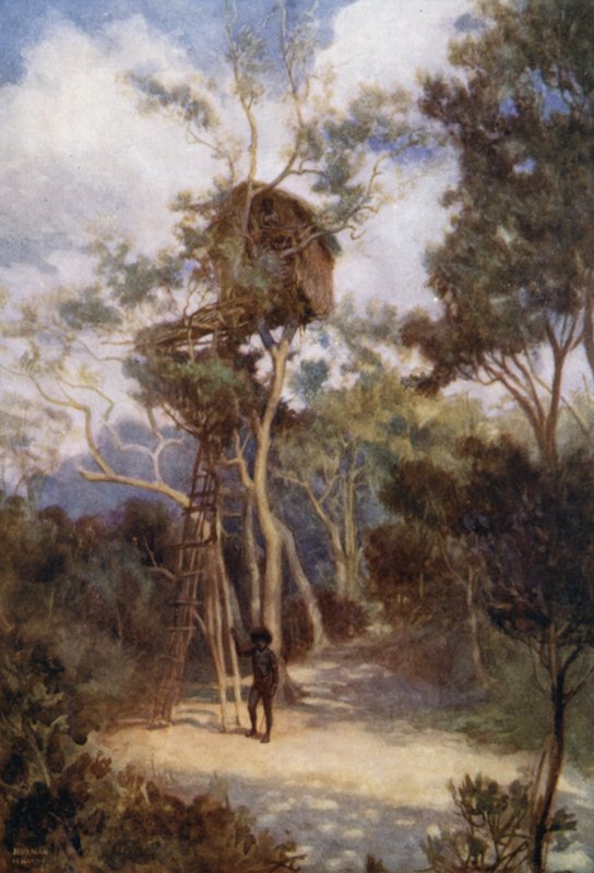 Tree House in British New Guinea (colour litho) 作者 诺曼·哈迪