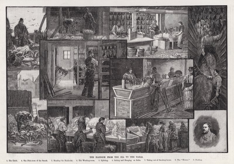 The Haddock from the Sea to the Table (engraving) 作者 珀西·罗伯特·克拉夫特