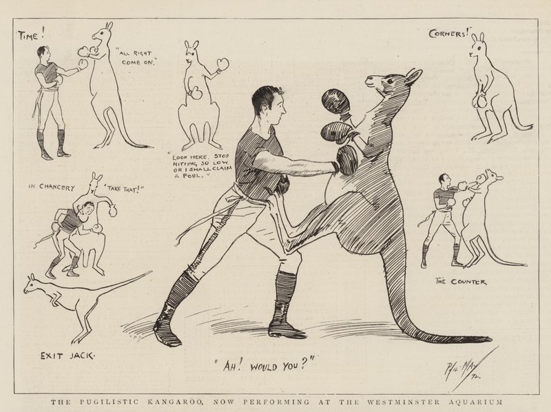 Pugilistic Kangaroo，现在在威斯敏斯特水族馆表演 作者 菲尔·梅
