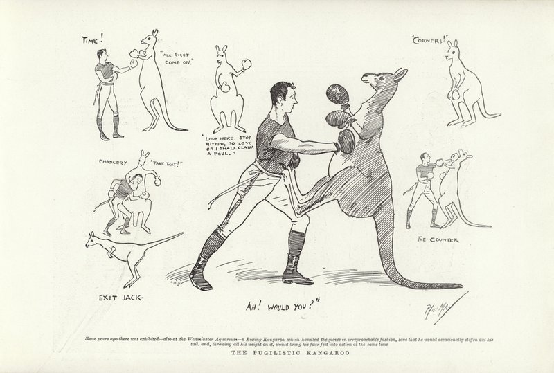 Pugilistic袋鼠 作者 菲尔·梅