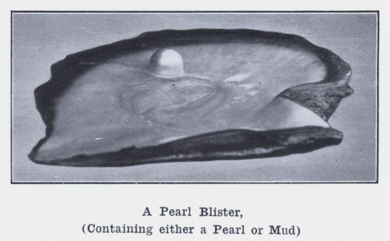 A Pearl Blister, containing either a Pearl or Mud (b/w photo) 作者 澳大利亚摄影师