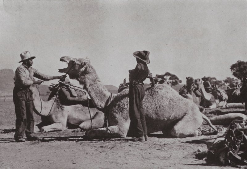 Camel teams with Aboriginals in charge supply outlying posts in Central Australia (b/w photo) 作者 澳大利亚摄影师