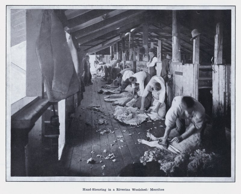 在 Merribee 的 Riverina Woolshed 进行手工剪毛（黑白照片） 作者 澳大利亚摄影师