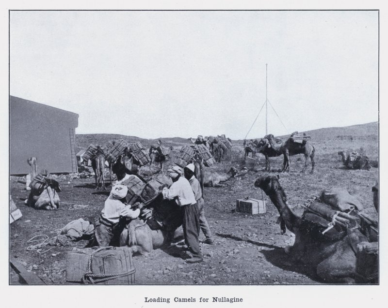 Loading Camels for Nullagine (b/w photo) 作者 澳大利亚摄影师