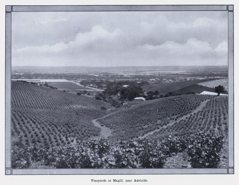 Vineyards at Magill, near Adelaide (b/w photo) 作者 澳大利亚摄影师