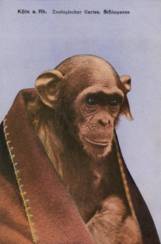 Cologne Zoo, Chimpanzee (photo) 作者 德国摄影师