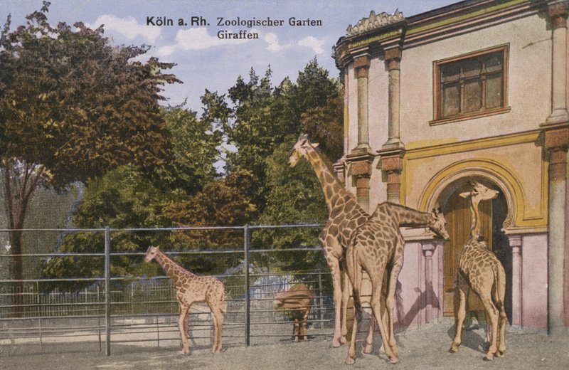 Cologne Zoo, Giraffes (photo) 作者 德国摄影师