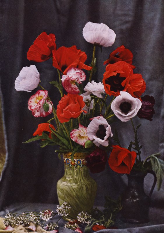 Vase of poppies (coloured photo) 作者 德国摄影师