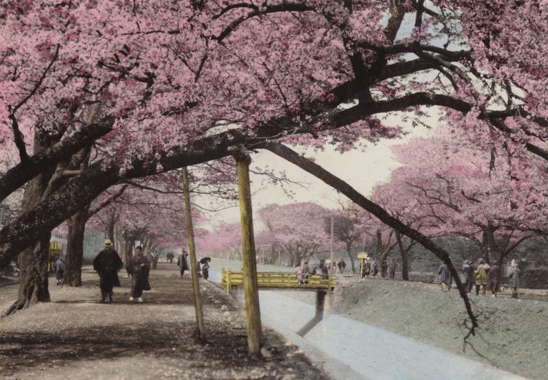 日本，约1912年。东京附近小金井的樱花(照片) 作者 摄影师 日本人