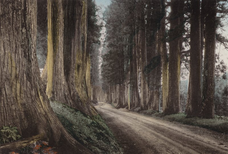 日本，约 1912 年：日光 Cryptomeria Road（照片） 作者 摄影师 日本人