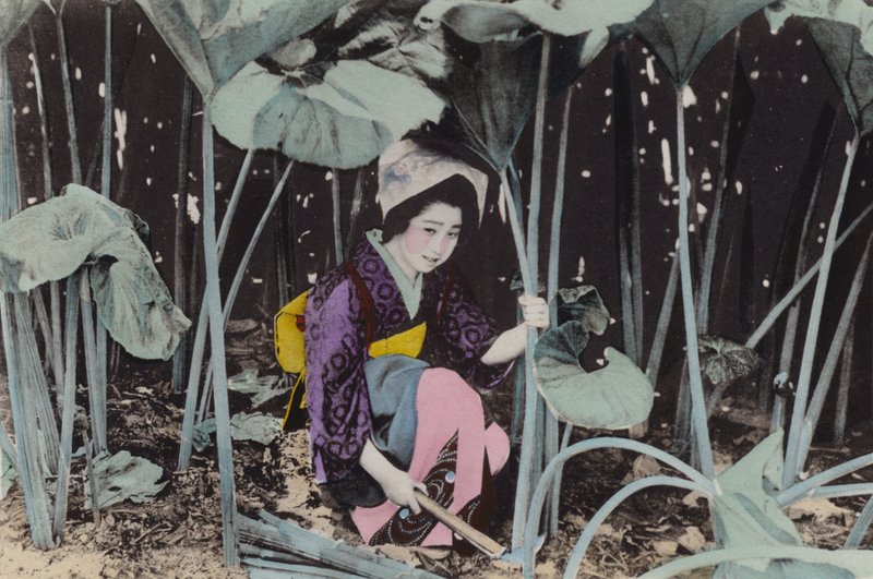 日本，约 1912 年：巨大的沼泽大黄，野生植物，秋田（照片） 作者 摄影师 日本人