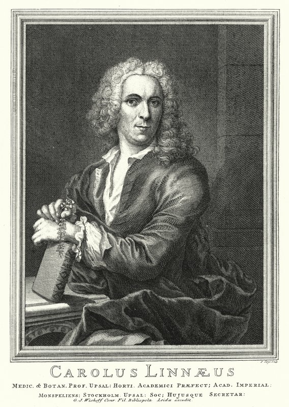 Carl Linnaeus，瑞典植物学家和动物学家（雕刻） 作者 皮埃尔·坦耶