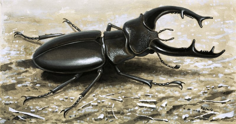鹿甲虫 作者 RB戴维斯