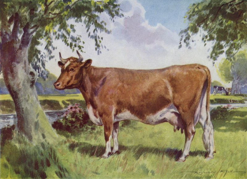 Illustration for My Farm (colour litho) 作者 雷金纳米尔斯