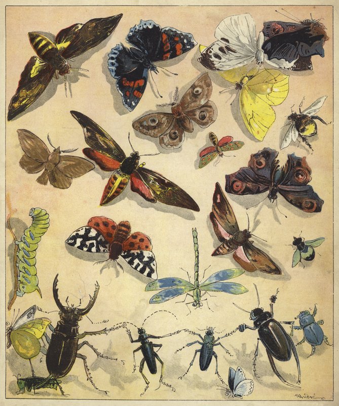 昆虫（chromolitho） 作者 理查德·安德烈