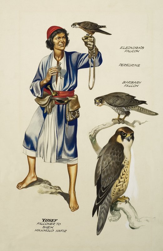 Yusef, Falconer 致 Sheik Mahmoud Hafiz（纸面水粉画） 作者 罗恩·恩布尔顿