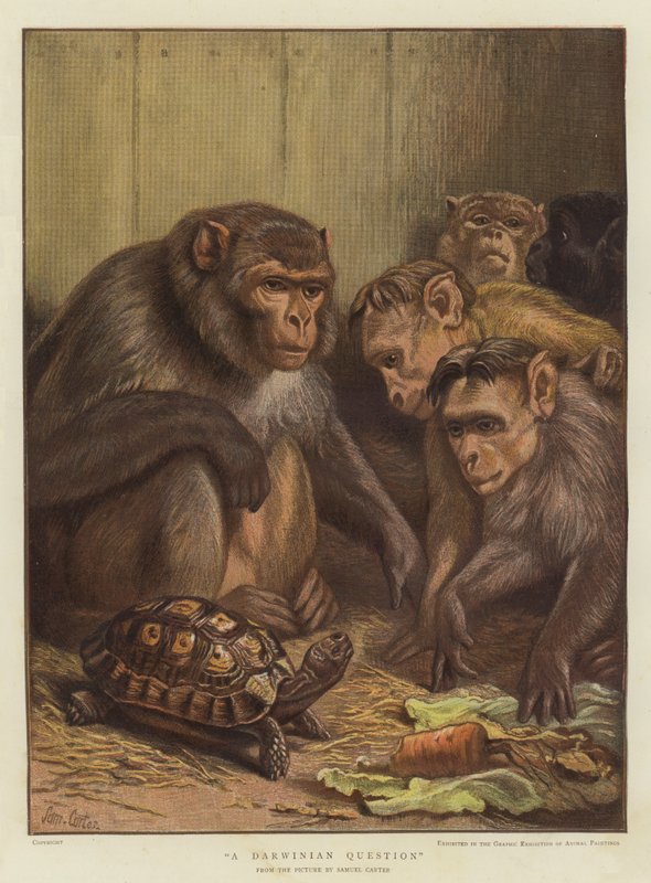 达尔文问题（chromolitho） 作者 塞缪尔·约翰·卡特