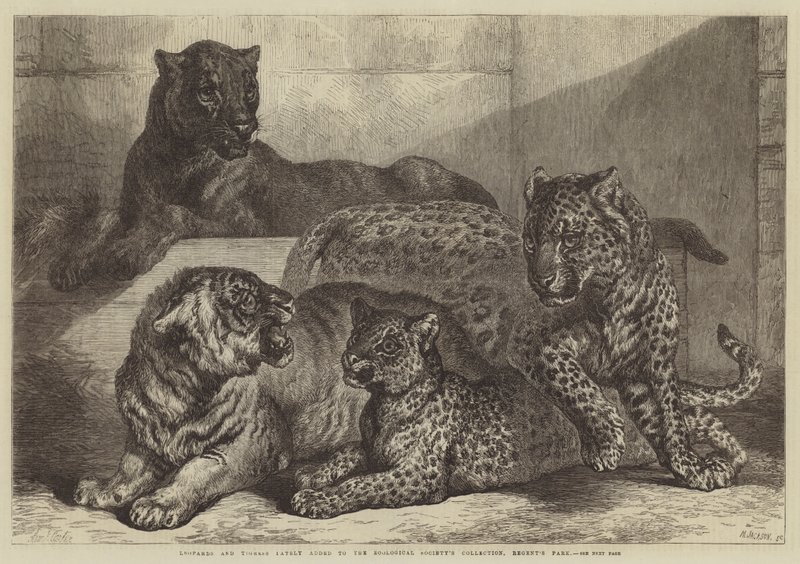 Leopards和Tigress最近加入了动物园收藏，摄政公园 作者 塞缪尔·约翰·卡特