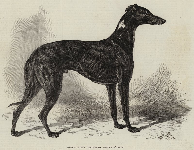 Lurgan勋爵的灵缇犬，M&39;Grath大师 作者 塞缪尔·约翰·卡特
