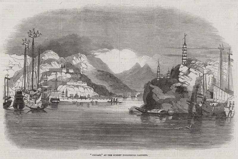 Chusan，在萨里动物园 作者 塞缪尔·里德