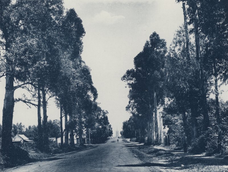 Avenue of Blue Gum Trees, Pretoria (b/w photo) 作者 南非摄影师
