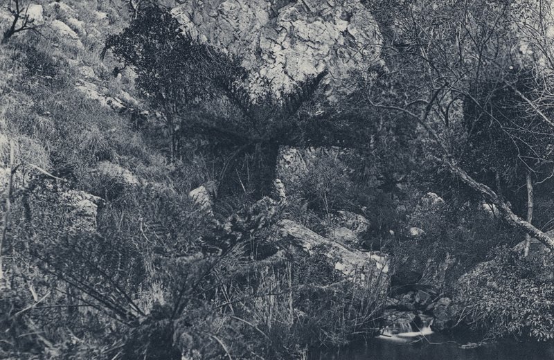 In the Witpoortje Kloof (b/w photo) 作者 南非摄影师