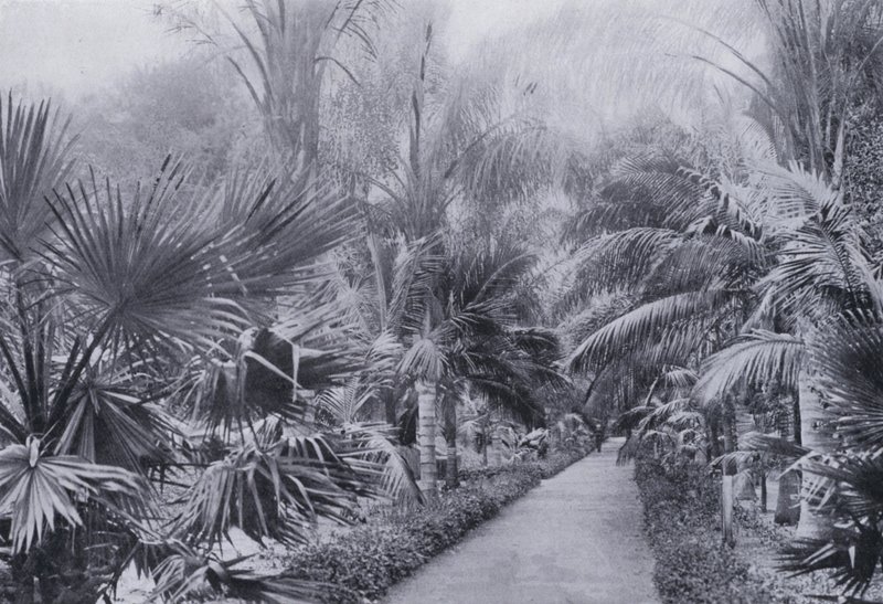 棕榈大道，植物园，德班（黑白照片） 作者 南非摄影师