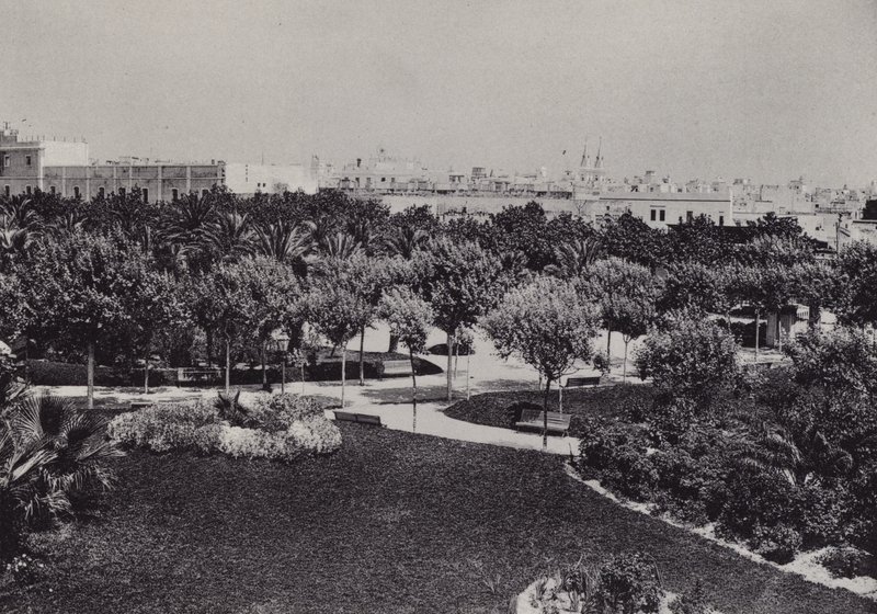 Cadiz: Parque Genoves (b/w photo) 作者 西班牙摄影师