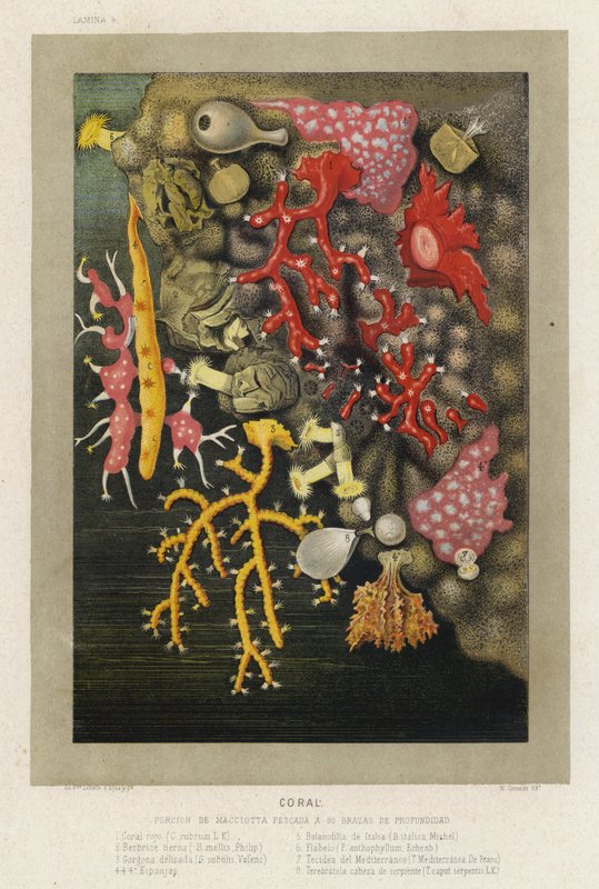 Coral (chromolitho) 作者 西班牙语学校