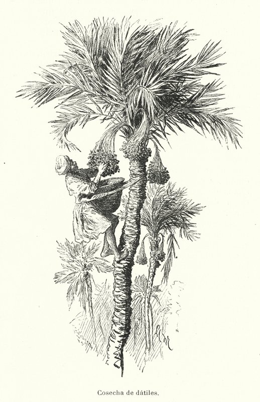 Harvesting dates (litho) 作者 西班牙语学校