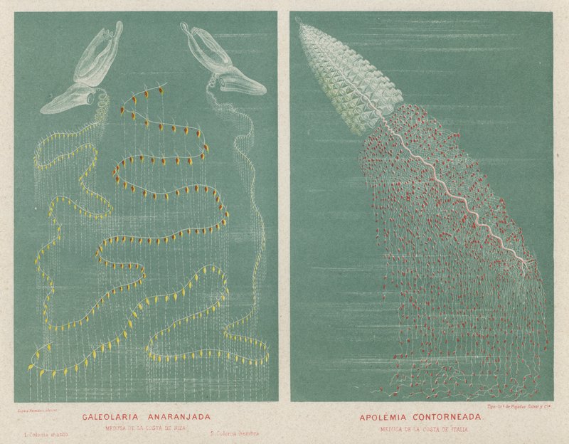 Orange Galeolaria and Contoured Apolemia (colour litho) 作者 西班牙语学校