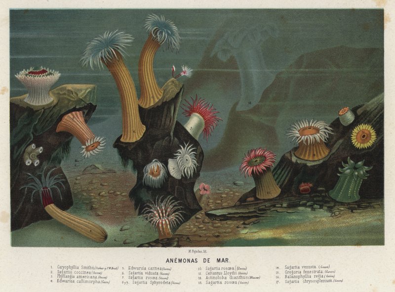 Sea anemones (chromolitho) 作者 西班牙语学校
